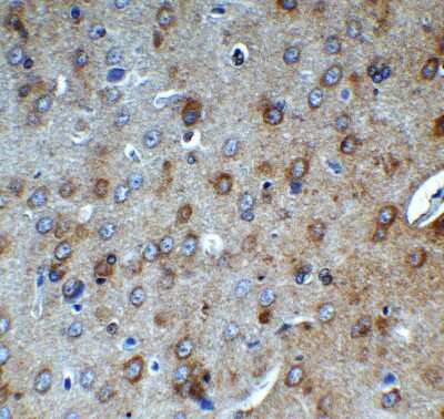 Immunohistochemistry-Paraffin: AMID Antibody - BSA Free [NBP3-18133]